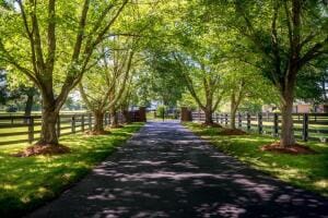 1125 Bridlewood Lane-04