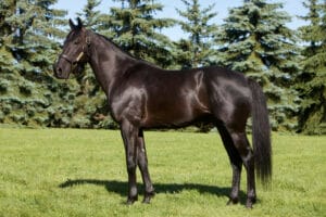 SHADOW PLAY - Standardbred Stallion 2010